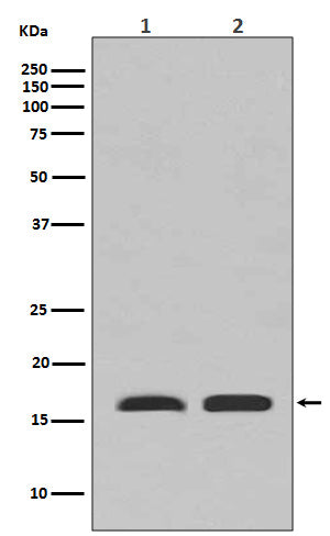 PBR Rabbit Polyclonal Antibody