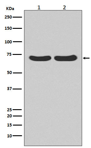 Hsc70 Rabbit Polyclonal Antibody