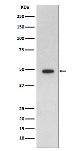GFAP Rabbit Polyclonal Antibody