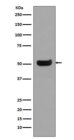 Human IgG4 Rabbit Polyclonal Antibody