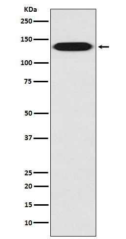 Integrin beta 1 Rabbit Polyclonal Antibody