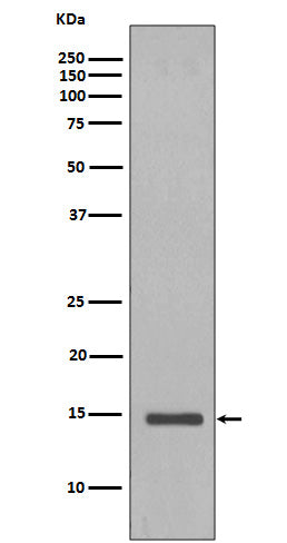 Histone H2B (yeast) Rabbit Polyclonal Antibody