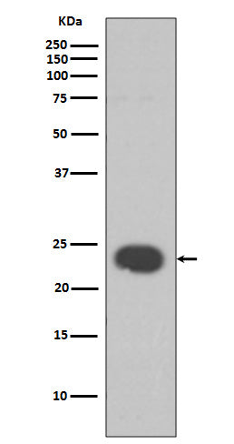 HP1 alpha Rabbit Polyclonal Antibody