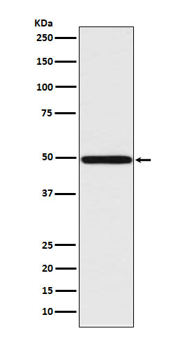 IRF1 Rabbit Polyclonal Antibody