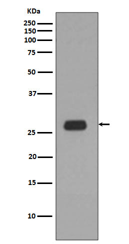 Prohibitin Rabbit Polyclonal Antibody