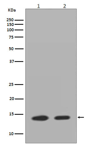 Histone H2A Rabbit Polyclonal Antibody