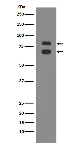 ASH2L Rabbit Polyclonal Antibody