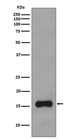 TOMM20 Rabbit Polyclonal Antibody
