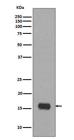 LC3A Rabbit Polyclonal Antibody