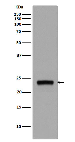 Rab5 Rabbit Polyclonal Antibody