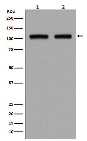 DGCR8 Rabbit Polyclonal Antibody