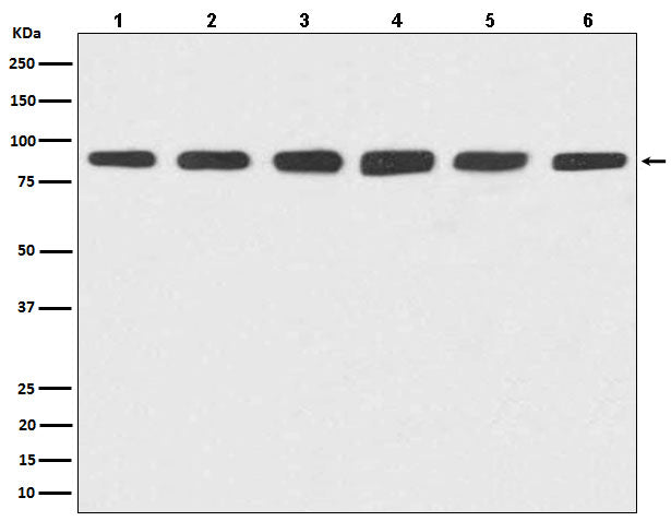 Hsp90 alpha/beta Rabbit Polyclonal Antibody