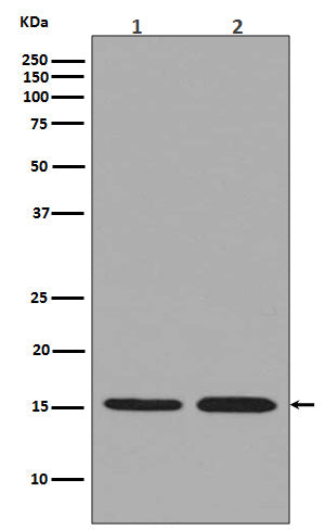 Histone H3.3 Rabbit Polyclonal Antibody