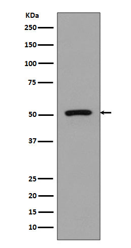 FLI1 Rabbit Polyclonal Antibody