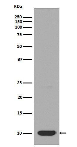 DYNLL1 Rabbit Polyclonal Antibody