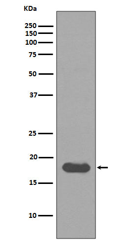 SUMO Conjugating Enzyme UBC9 Rabbit Polyclonal Antibody