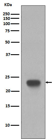 CD3 epsilon Rabbit Polyclonal Antibody