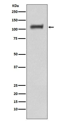 Daxx Rabbit Polyclonal Antibody
