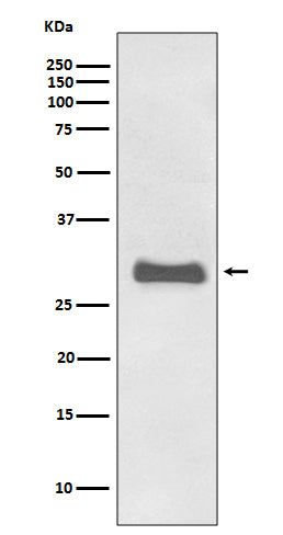 Prion Protein Rabbit Polyclonal Antibody