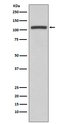PI3 Kinase p110 beta Rabbit Polyclonal Antibody