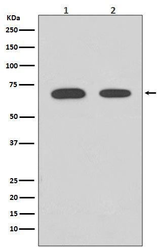 Chk2 Rabbit Polyclonal Antibody