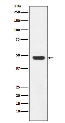 GAP43 Rabbit Polyclonal Antibody