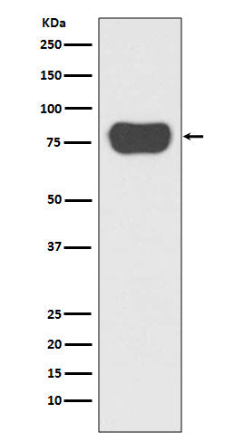 Cortactin Rabbit Polyclonal Antibody
