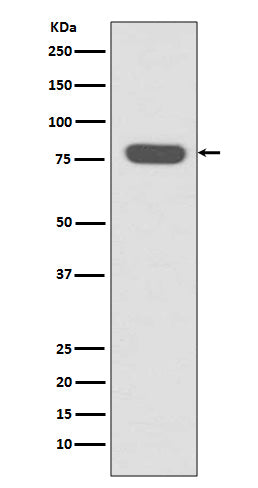Radixin Rabbit Polyclonal Antibody