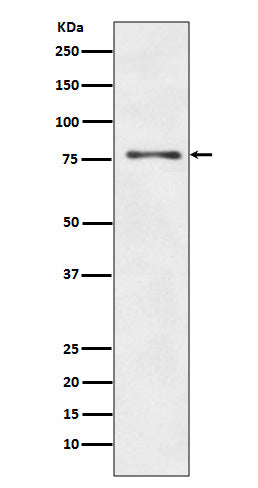 ATG7 Rabbit Polyclonal Antibody