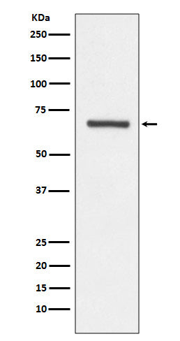 Angiopoietin 1 Rabbit Polyclonal Antibody