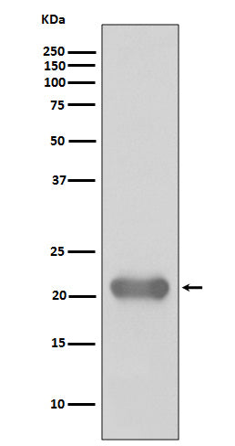 SMAC Rabbit Polyclonal Antibody