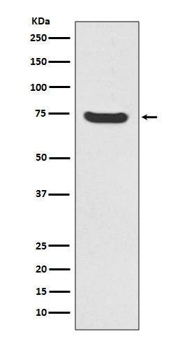 MEKK2 Rabbit Polyclonal Antibody