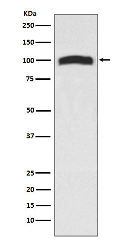 VAV2 Rabbit Polyclonal Antibody