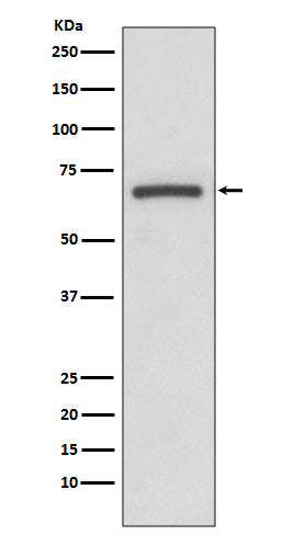 Cyclooxygenase 1 Rabbit Polyclonal Antibody