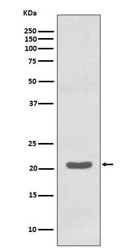 MTCO2 Rabbit Polyclonal Antibody