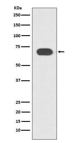 Transcription Factor 7 Like 2 Rabbit Polyclonal Antibody
