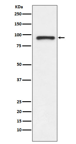 Topoisomerase I Rabbit Polyclonal Antibody