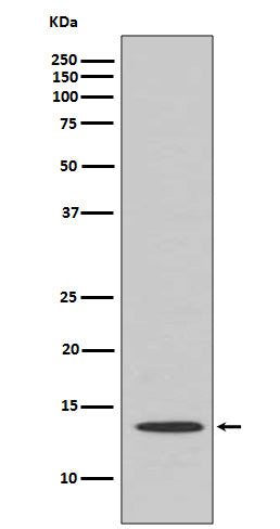 Cytochrome C Rabbit Polyclonal Antibody