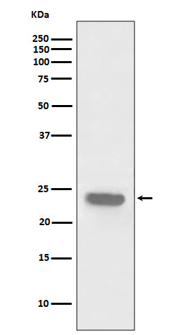 PARK7/DJ1 Rabbit Polyclonal Antibody
