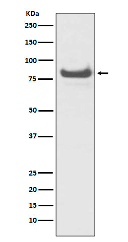 TNFAIP3 Rabbit Polyclonal Antibody
