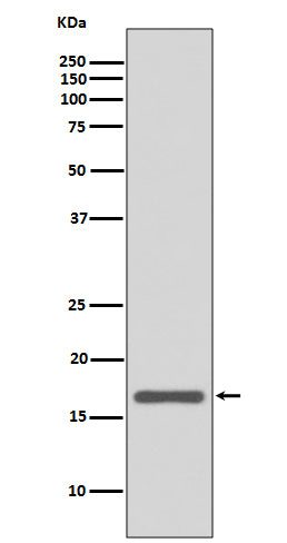 Anterior Gradient 2 Rabbit Polyclonal Antibody