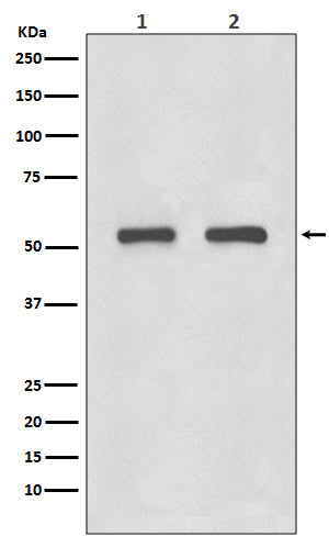 IRF3 Rabbit Polyclonal Antibody