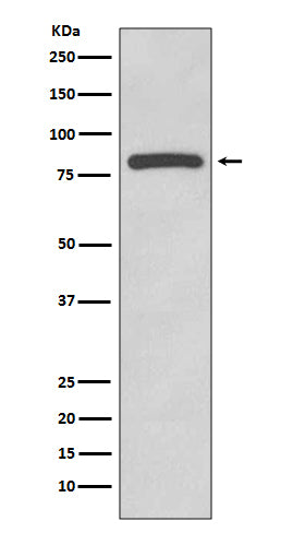 Glycogen Synthase 1 Rabbit Polyclonal Antibody
