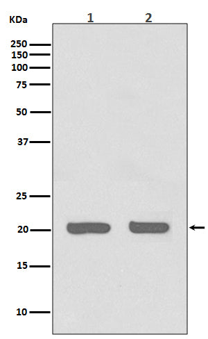 IL-1 Receptor Antagonist Protein Rabbit Polyclonal Antibody