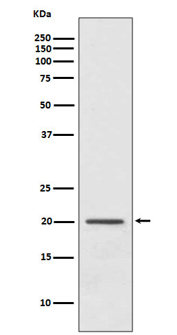 ARF1 Rabbit Polyclonal Antibody