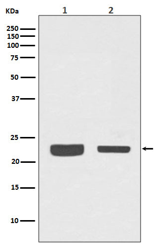 Rab7 Rabbit Polyclonal Antibody