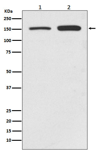 SMC1A Rabbit Polyclonal Antibody