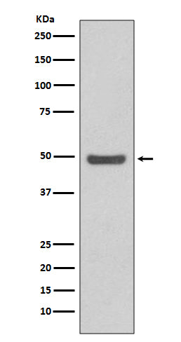 Cyclin E2 Rabbit Polyclonal Antibody