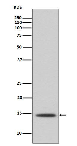 Histone H2B Rabbit Polyclonal Antibody