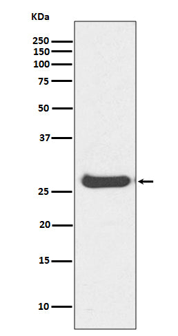 Histone H1.0 Rabbit Polyclonal Antibody